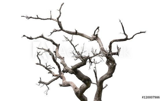 Picture of Dry tree on white background